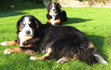 Pepper and Teasel, Linda's Bernese mountain Dogs